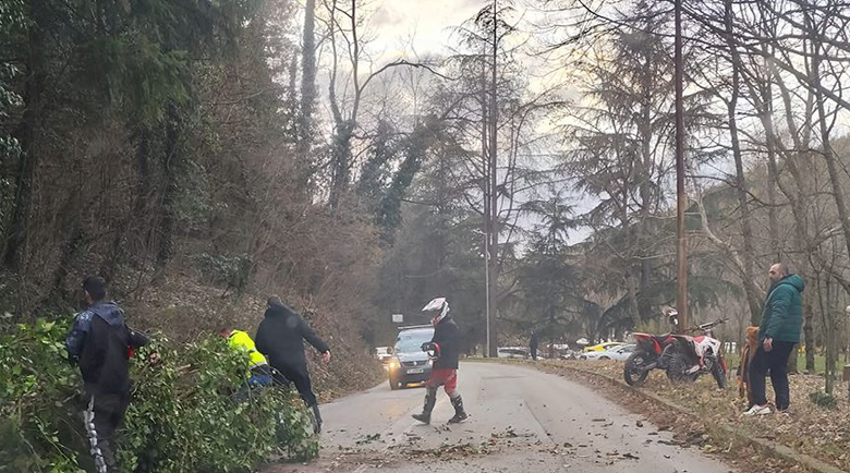 Дърво падна на пътя за парк Бачиново