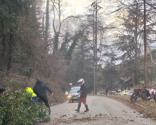 Дърво падна на пътя за парк Бачиново