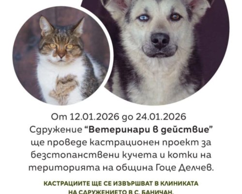 Кампания по кастриране на бездомни животни в Гоце Делчев