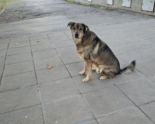 Кампания за безплатна кастрация на кучета и котки в община Гоце Делчев