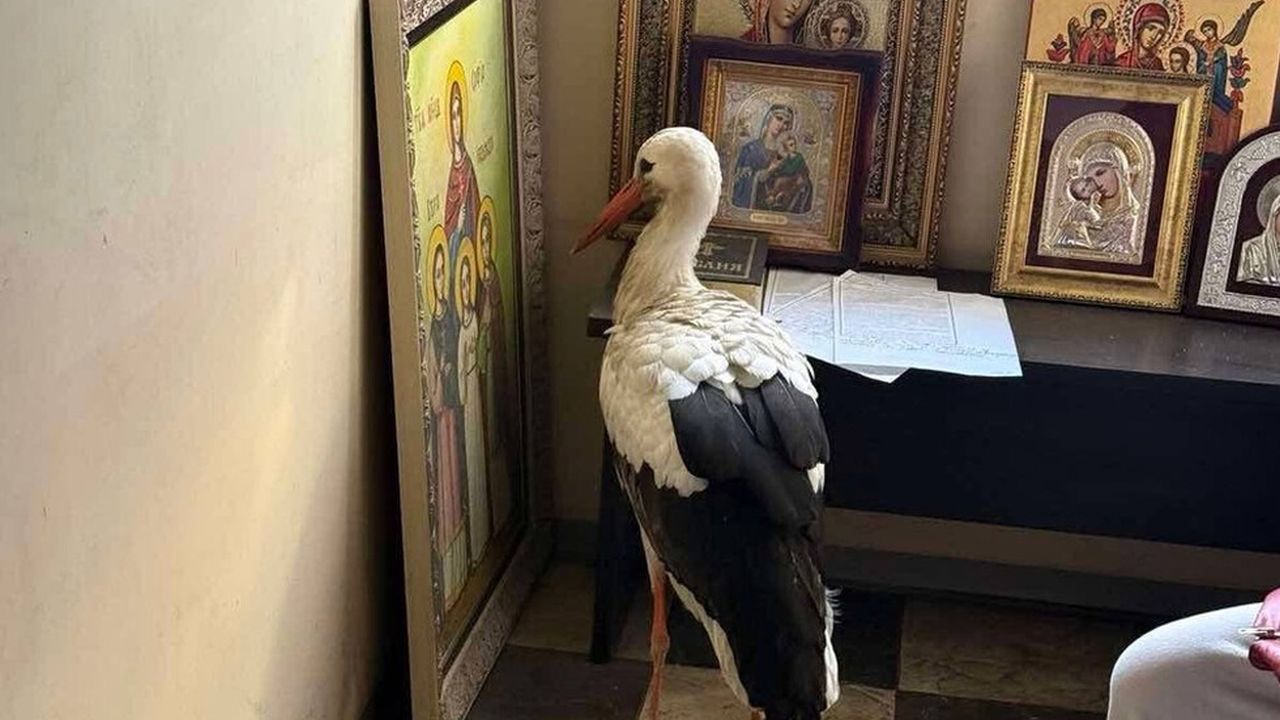 Чудо: Премръзнал щъркел потърси спасение в малък параклис, вторачен в иконата на Вяра, Надежда и Любов