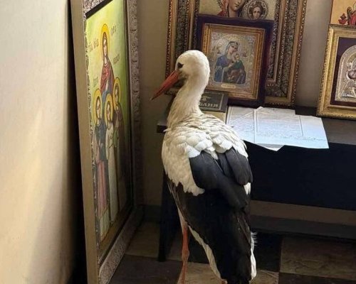 Чудо: Премръзнал щъркел потърси спасение в малък параклис, вторачен в иконата на Вяра, Надежда и Любов