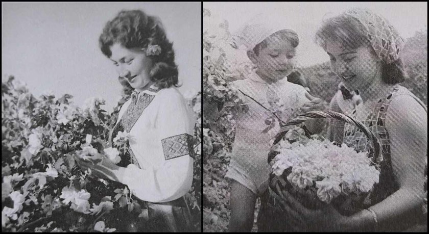 Почина първата Царица Роза Почина първата Царица Роза