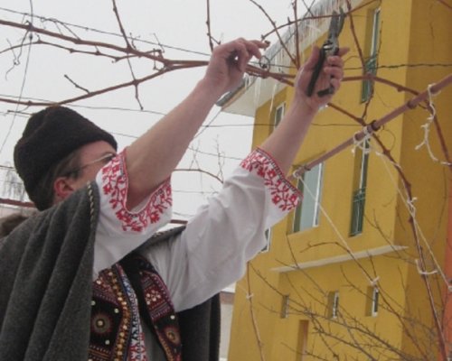 На Трифон Зарезан в Кюстендилско