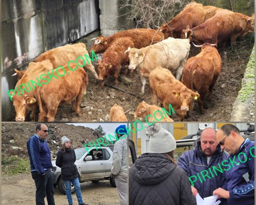 Фермерите в Симитли в шок: Изземват крави заради бруцелоза, хората не вярват на диагнозите
