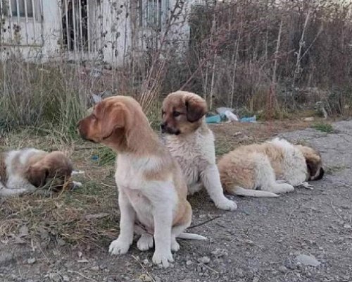 Безплатна кастрация на домашни кучета в Кюстендил