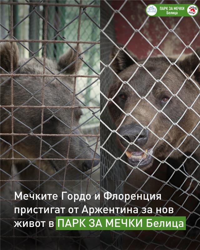 Мечките Гордо и Флоренция от Аржентина пътуват към своя нов живот в Парка за мечки-Белица Мечките Гордо и Флоренция от Аржентина пътуват към своя нов живот в Парка за мечки-Белица