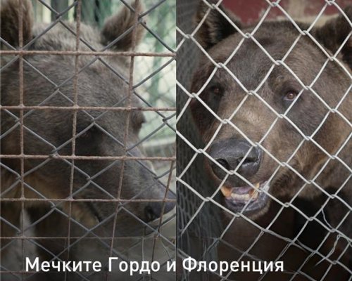 Мечките Гордо и Флоренция от Аржентина пътуват към своя нов живот в Парка за мечки-Белица