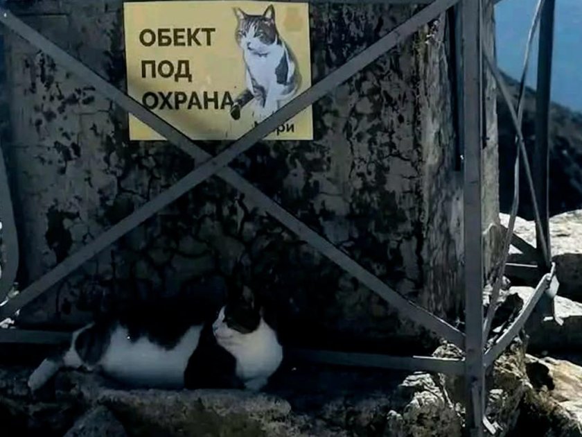 Господарят на връх Мусала е болен, помогнете Господарят на връх Мусала е болен, помогнете