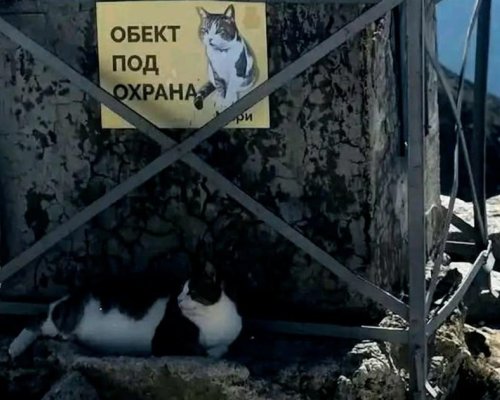 Господарят на връх Мусала е болен, помогнете