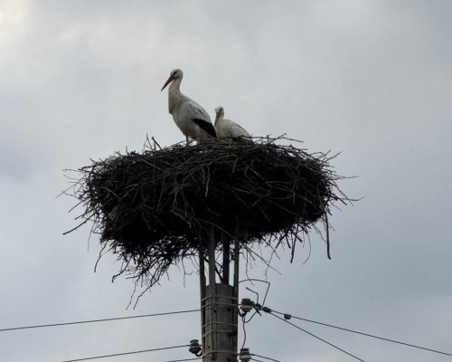 Първите щъркели донесоха благословия в Баничан