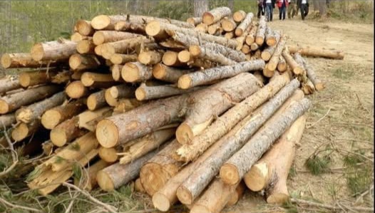 Община Кочериново започва записване за добив на дърва за огрев и строителна дървесина за 2026 година