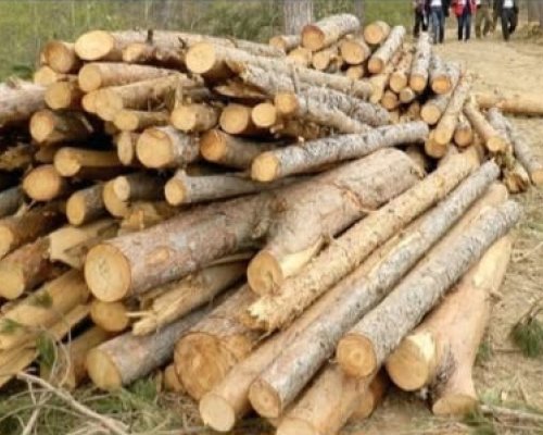 Община Кочериново започва записване за добив на дърва за огрев и строителна дървесина за 2026 година