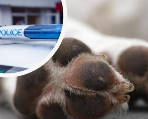 Полицията в Дупница задържа 80-годишен мъж в Овчарци след сигнали за насилие над куче