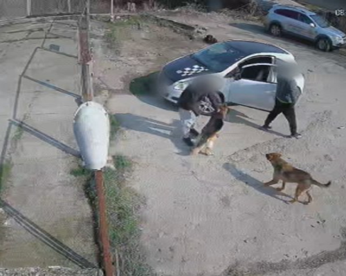 Мъж влезе с взлом в приюта в Благоевград, за да открадне собственото си куче