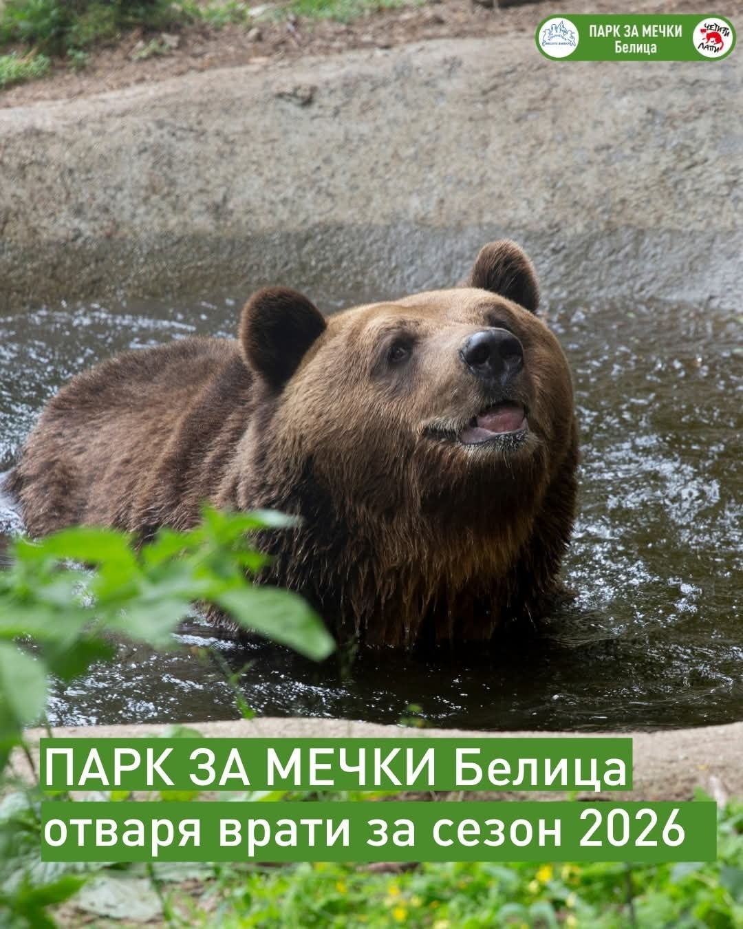 Паркът за мечки в Белица отваря на 1 април: Мечоците се събудиха от зимен сън