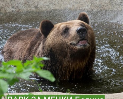 Паркът за мечки в Белица отваря на 1 април: Мечоците се събудиха от зимен сън