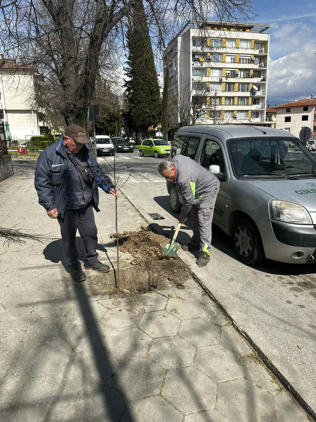 Сандански става по-зелен: Десетки нови дръвчета засадиха в различни части на града Сандански става по-зелен: Десетки нови дръвчета засадиха в различни части на града