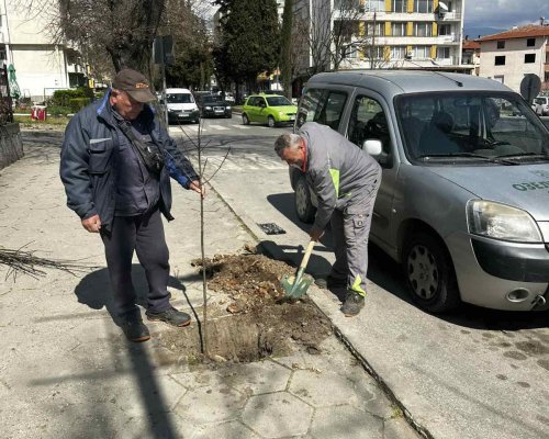 Сандански става по-зелен: Десетки нови дръвчета засадиха в различни части на града