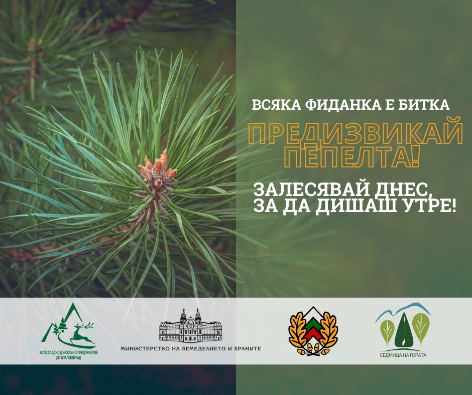 ЮЗДП започва мащабна акция по залесяване в Пирин-Всяка фиданка е битка ЮЗДП започва мащабна акция по залесяване в Пирин-Всяка фиданка е битка