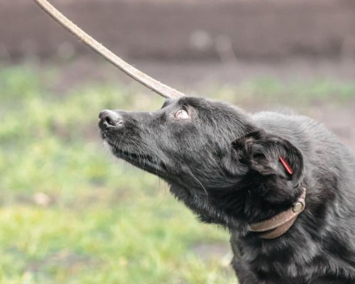 Жестокост: Мъж влачи куче, вързано с въже за камиона му в Гоце Делчев