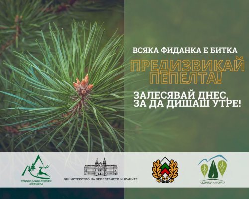 Пирин започва възстановяване след големия пожар, 3000 фиданки ще бъдат засадени над Илинденци