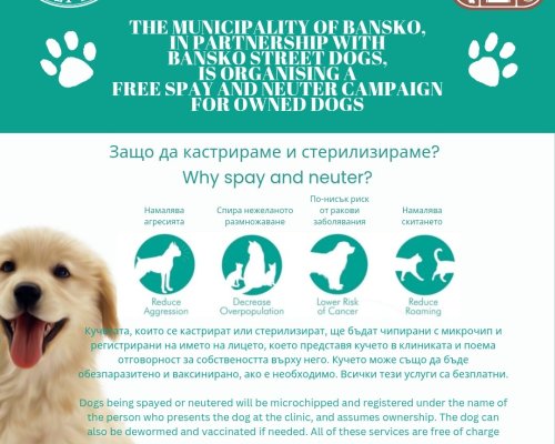 Община Банско и Bansko street dogs реализираха кампания за безплатна кастрация на домашни кучета