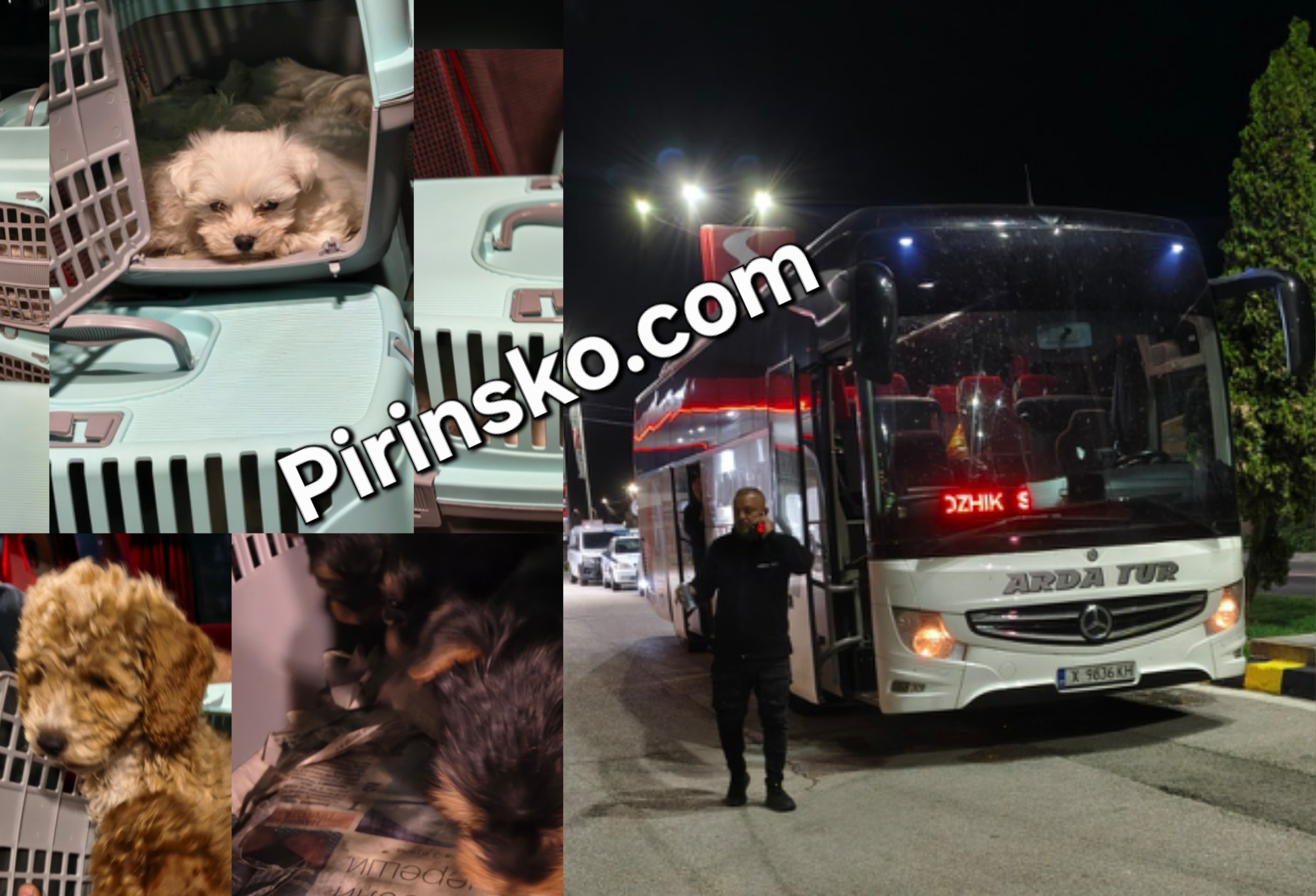 ИЗВЪНРЕДНО! 16 породисти бебета кучета открити в автобус край Кресна, пътуващ за Гърция