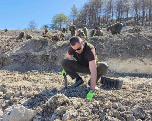С над 3000 фиданки залесиха района на опожарения Пирин над Илинденци (снимки)