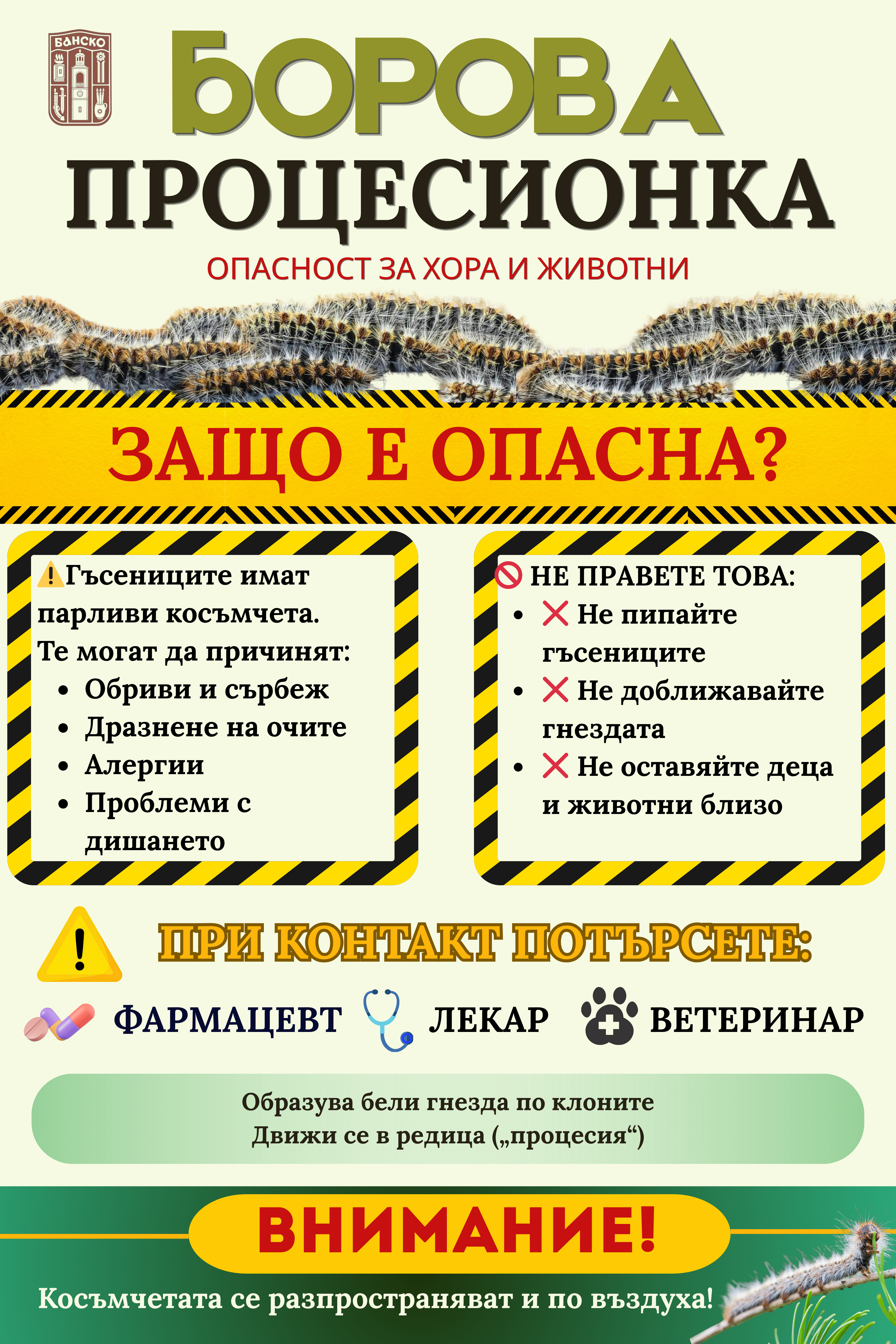 ВНИМАНИЕ: БОРОВА ПРОЦЕСИОНКА в Банско -риск за здравето на хора и животни ВНИМАНИЕ: БОРОВА ПРОЦЕСИОНКА в Банско -риск за здравето на хора и животни
