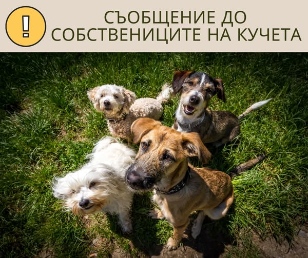 Община Гоце Делчев с важно напомняне към собствениците на кучета
