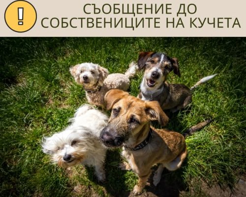 Община Гоце Делчев с важно напомняне към собствениците на кучета