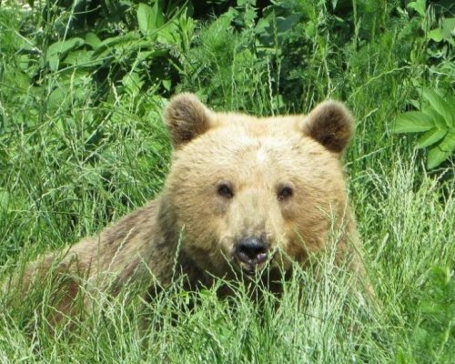 Мечката Йета: Безспорният шампион по зимен сън в Белица