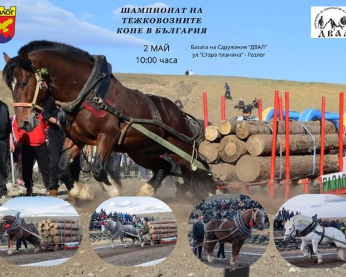 Най-силните коне от цяла България се събират в Разлог