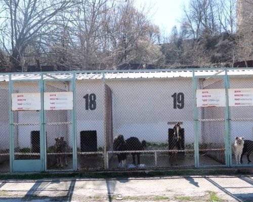 Четири лапи, хиляди сърца: Благоевградският приют с рекорден брой осиновявания