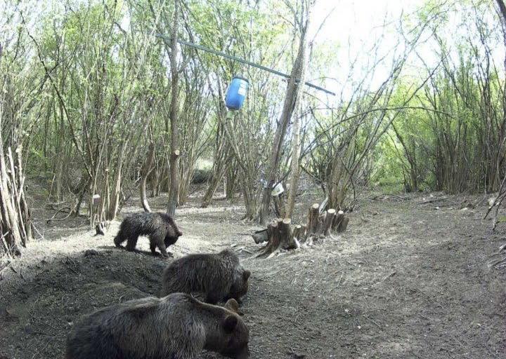 Три големи кафяви мечки засечени край Копривлен, предупреждават от кметството Три големи кафяви мечки засечени край Копривлен, предупреждават от кметството