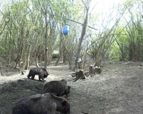 Три големи кафяви мечки засечени край Копривлен, предупреждават от кметството