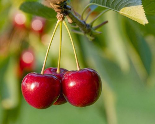 ЛЕДЕНА СМЪРТ ЗА ЧЕРЕШИТЕ: Кюстендил остава без реколта!