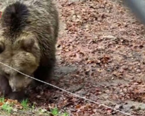 Безспорният шампион по зимен сън в Белица-запознайте с мечката Йета