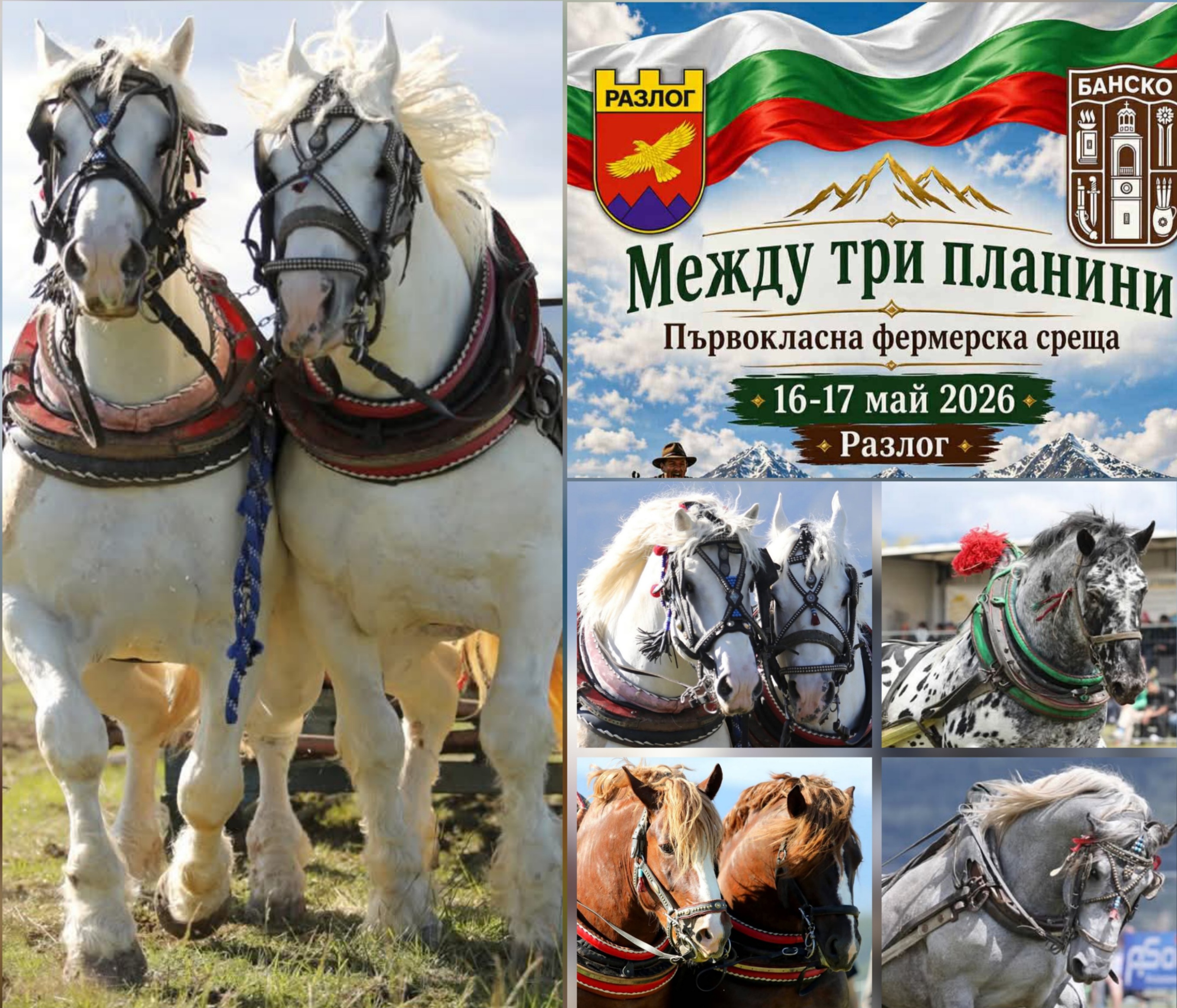 10 000 евро награден фонд за турнира с тежковозни коне край Разлог и Банско