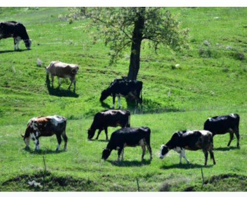 630 липсващи говеда във ферма край Бобошево, случаят влиза в прокуратурата