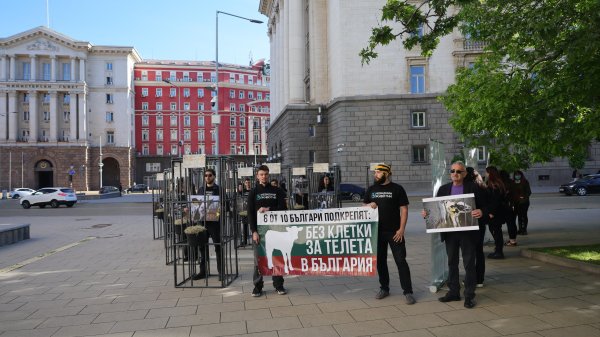 В защита на телетата: хора в клетки посрещнаха депутатите В защита на телетата: хора в клетки посрещнаха депутатите