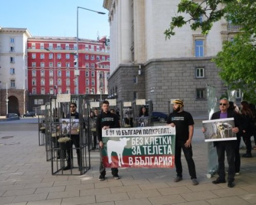 В защита на телетата: хора в клетки посрещнаха депутатите