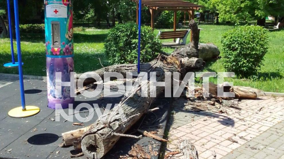 Инцидент в Чирпан: сухо дърво рухна върху въртележка с дете Инцидент в Чирпан: сухо дърво рухна върху въртележка с дете