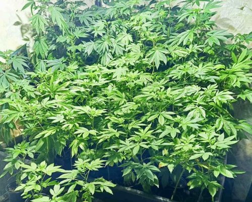 ГДБОП в Добрич разкри наркоферма в мандра: Над 900 растения са отглеждани в стопанство за отглеждане на крави