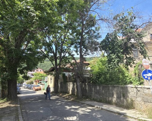 Премахват изсъхнали дървета в централната градска част на Дупница