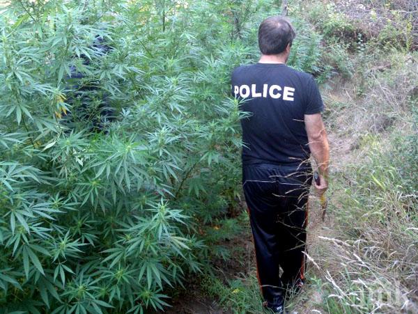 Полицията откри плантация с над 225 растения канабис край село Камена в община Петрич