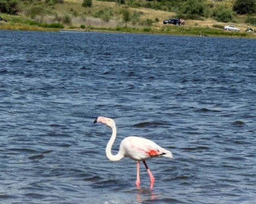Розово чудо край Логодаж: Фламинго кацна в язовир Стойковци