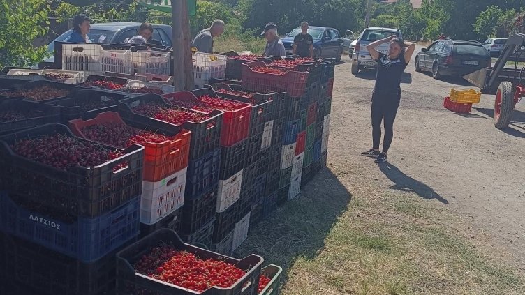 Кюстендилската череша тръгва към пазара по 0.80 цента за кило Кюстендилската череша тръгва към пазара по 0.80 цента за кило