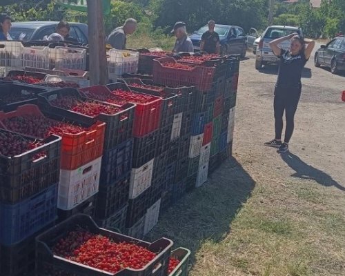Кюстендилската череша тръгва към пазара по 0.80 цента за кило